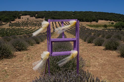 Purple Wooden Frame on Grass Field