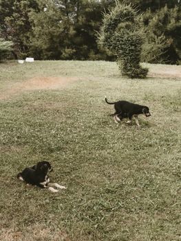 Two dogs at play in a lush Ünye, Ordu field. Nature and serenity captured.