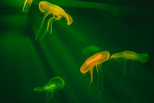 Free White Jellyfish in Green Water Stock Photo