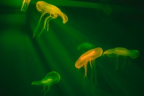 White Jellyfish in Green Water