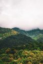 Green Trees on Mountain Under Gray Sky