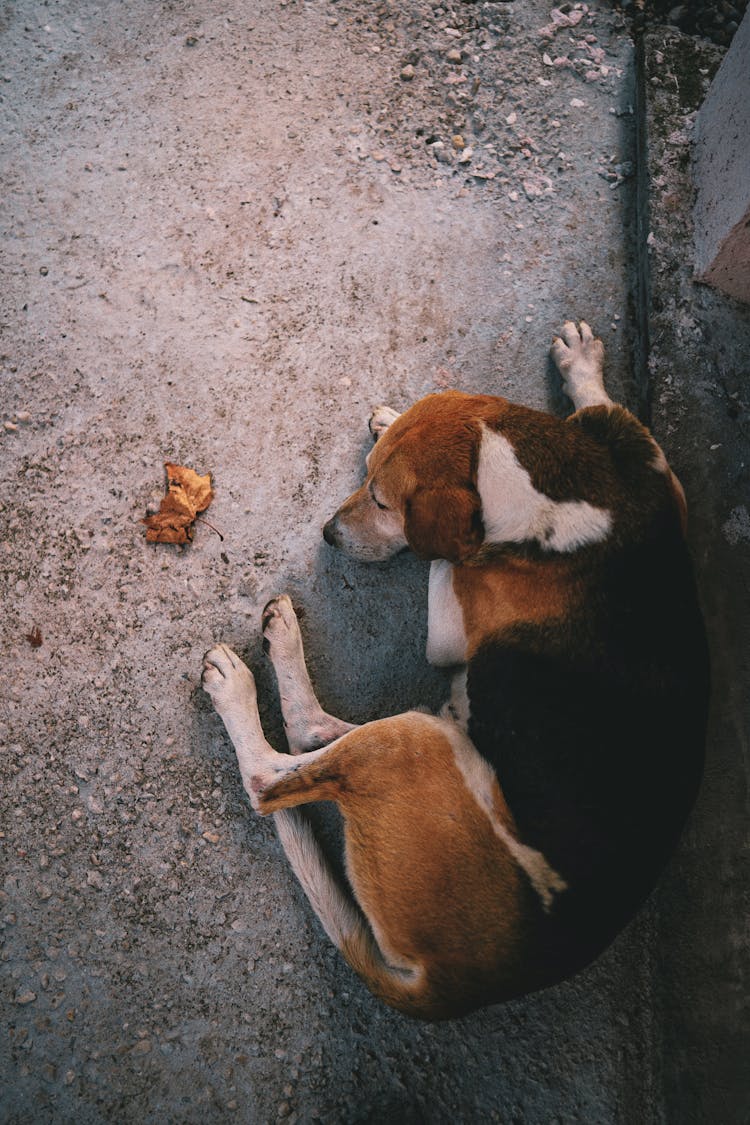 A Beagle Sleeping 