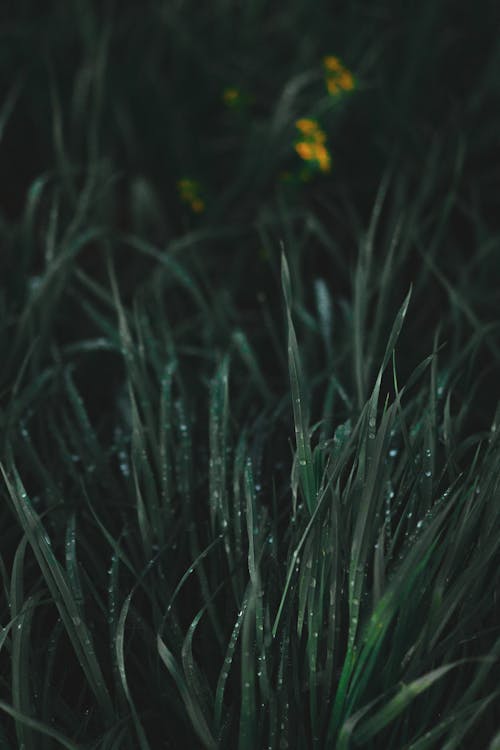 Close-Up Shot of Green Grass