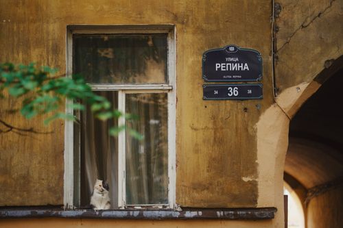 Free A cat sits by a window next to a street sign on a vintage yellow wall, creating a charming urban scene. Stock Photo