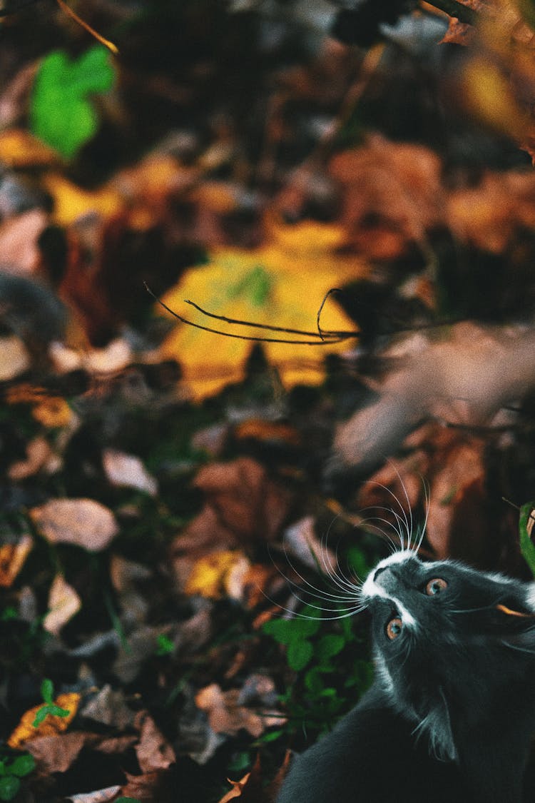 Cat And Autumn Leaves