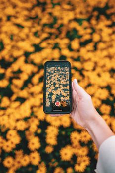 A hand holding a smartphone captures a vibrant field of yellow flowers in bloom.