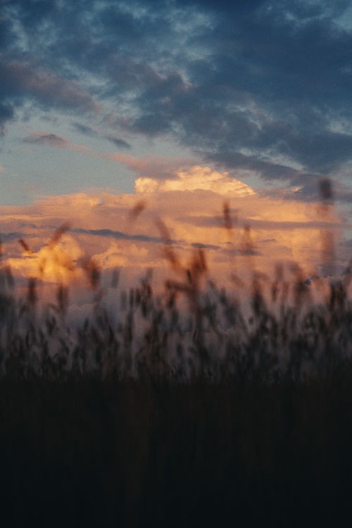 Free Beautiful cloudy sunset with silhouetted grass in the foreground, capturing a tranquil natural scene. Stock Photo
