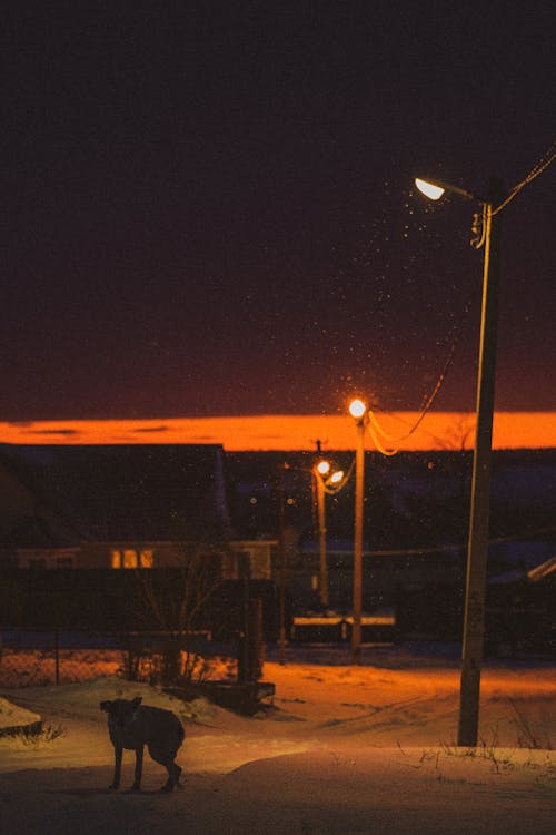 Бесплатное стоковое фото с вертикальный выстрел, вечер, зима