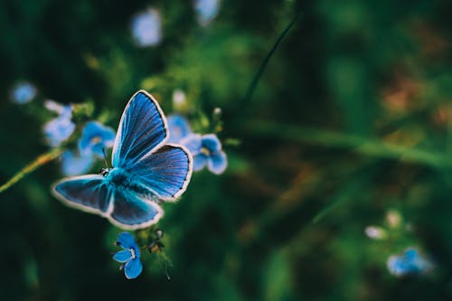 бесплатная Бесплатное стоковое фото с бабочка, дикая природа, крупный план Стоковое фото