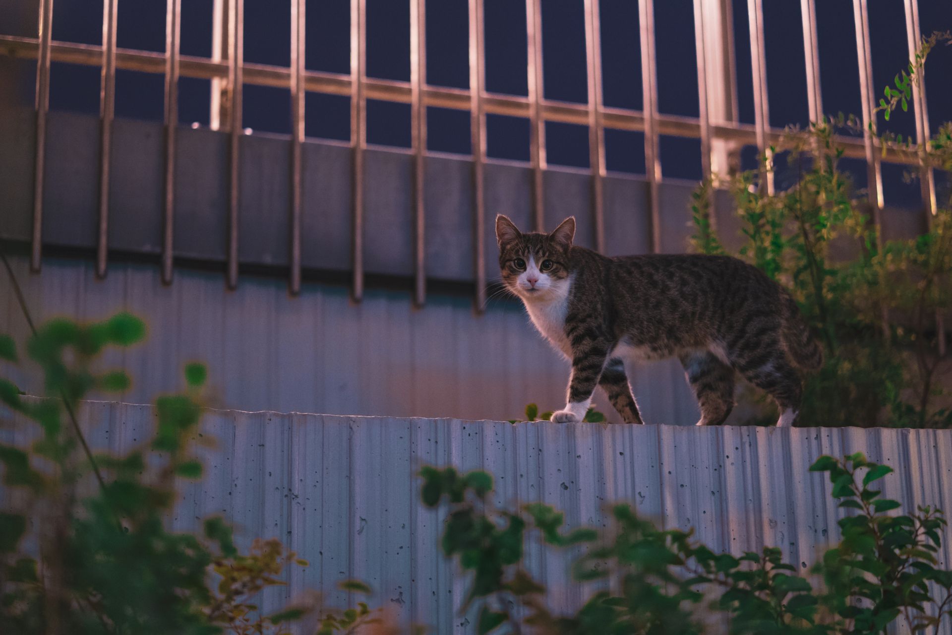 A cat stands alert on a metal fence, surrounded by greenery and night atmosphere.
