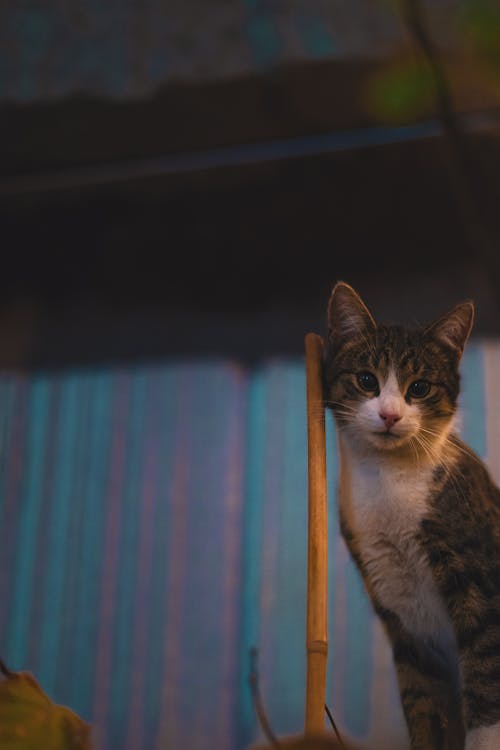 Fotobanka s bezplatnými fotkami na tému chlpatý, cicavec, domáce zviera