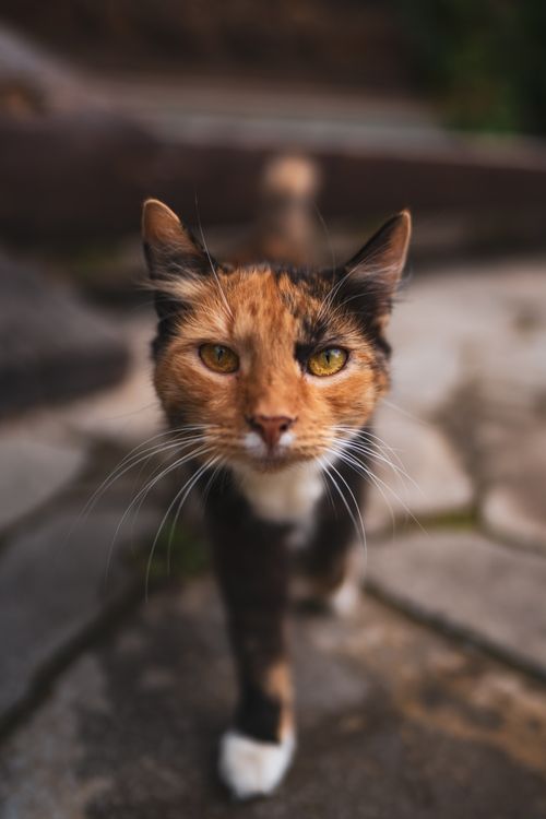 Free Close-up of a curious calico cat walking on stone pavement outdoors. Stock Photo