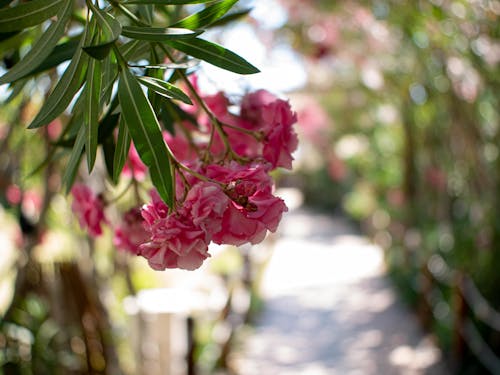 A Cluster of Pink Flowers Hanging on the Stems