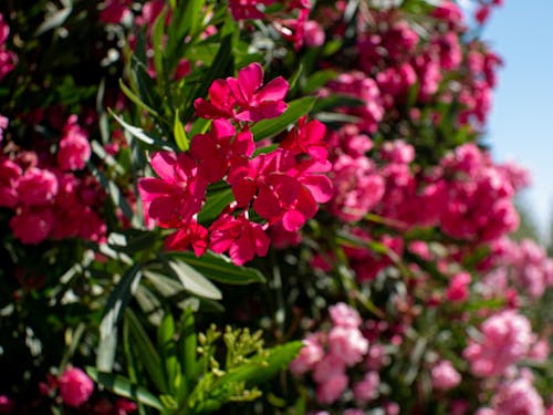 Free stock photo of beautiful flower, bloom, flowers