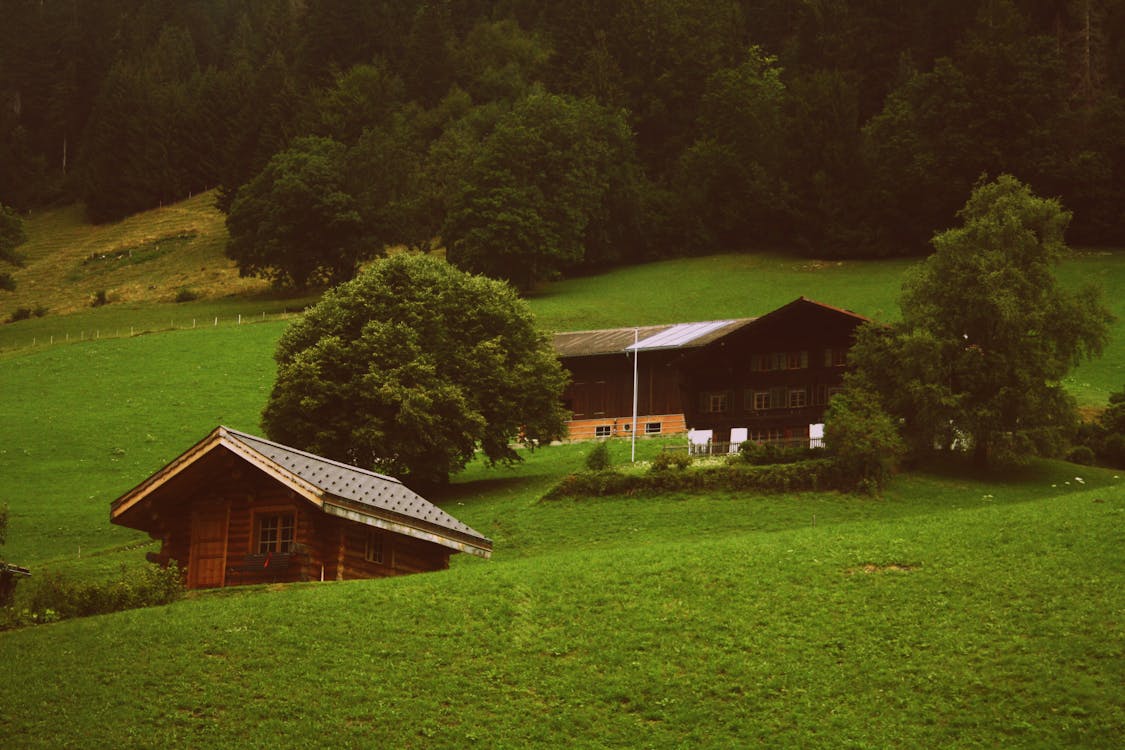 Zwei Braune Holzkabinen Im Grünen Grasfeld