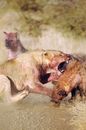 A Lioness and a Hyena Fighting