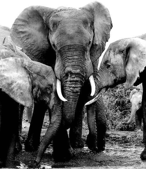 Grayscale Photo of Elephants Near Each Other