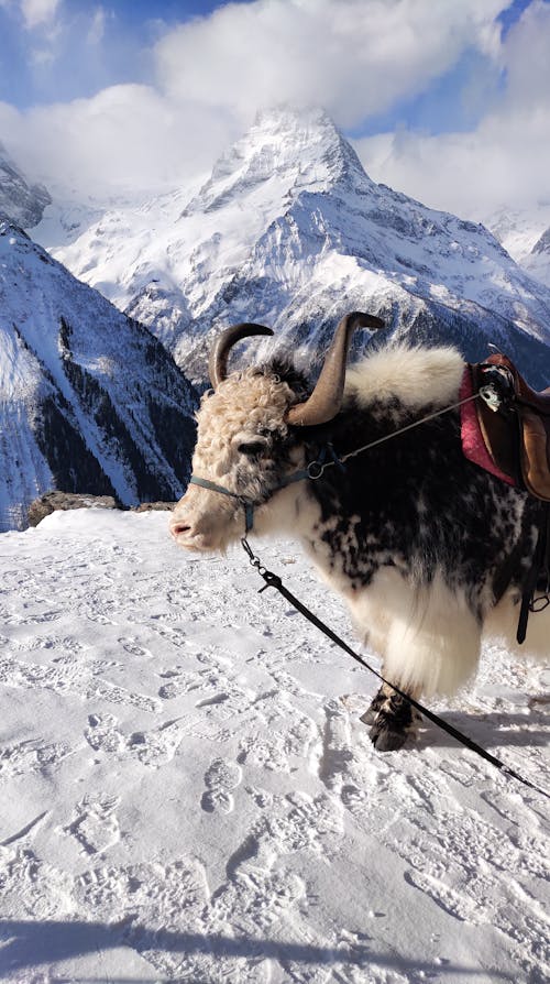 Domestsic Yak on Snow Covered Ground