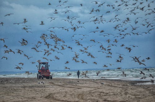 Imagine de stoc gratuită din aviar, birds_flying, faleză