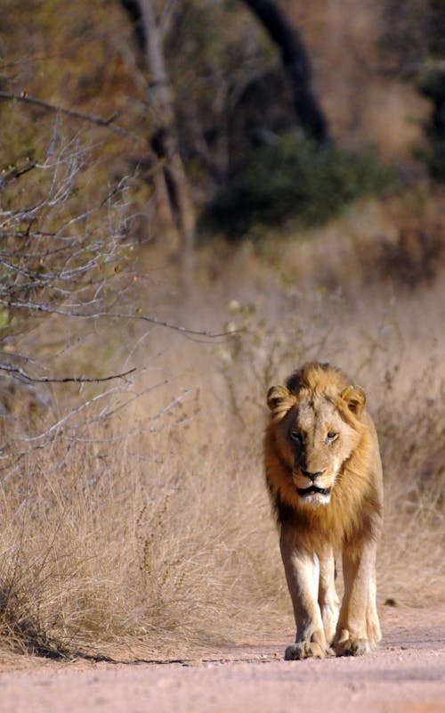 Free Lion Near Dry Grass Stock Photo