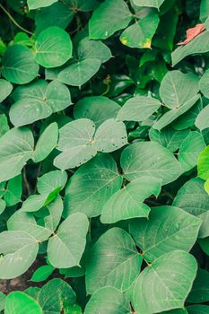 japanese knotweed green leaves