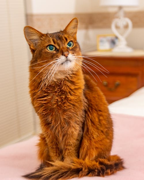 Brown Cat on a Bed