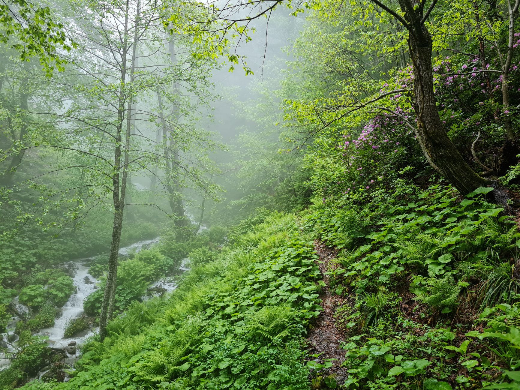 Serene forest in Krasnaya Polyana with misty atmosphere and lush greenery.