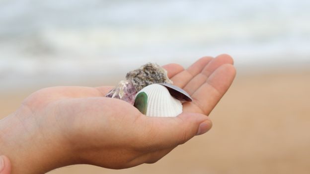 Seashells on a Hand