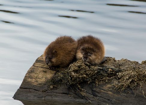 Muskrats Sleeping Close Together