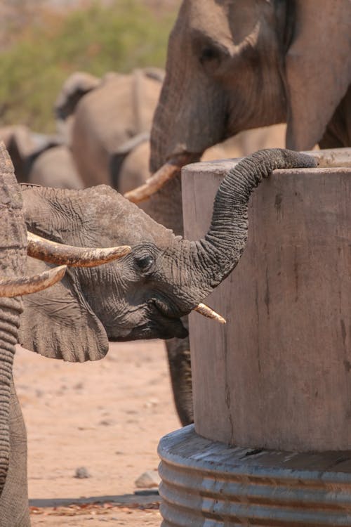 Free Close-Up Shot of Elephants Stock Photo