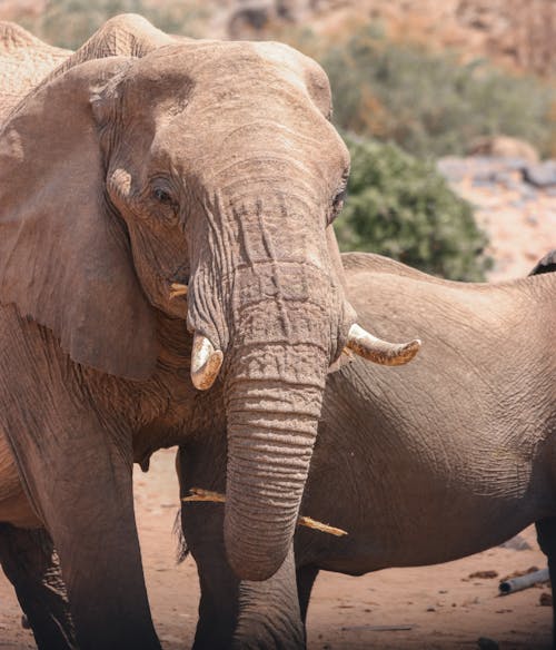 Kostenloses Stock Foto zu draußen, elefant, elefantenrüssel
