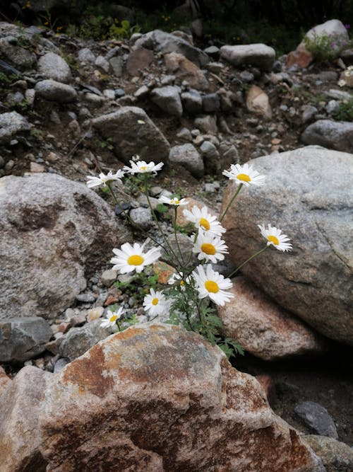 Free A Cluster of Daisy Flowers Blooming Behind a Brown Rock Stock Photo