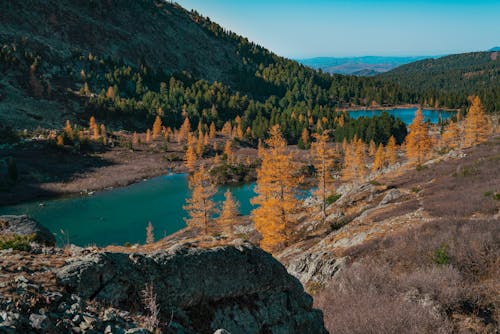 Photos gratuites de arbres, automne, lac