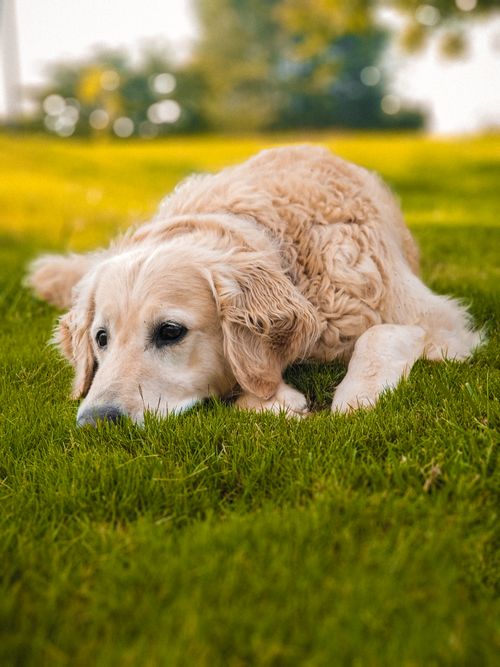 Free Golden Retriever resting peacefully on grass in a serene park setting during daylight. Stock Photo