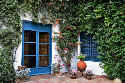 A Blue Door on a White Building Full of Climbing Plants