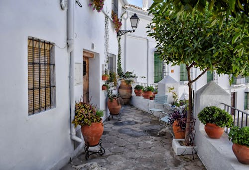 Variety Potted Plants on a Patio