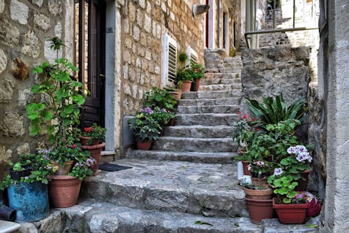 Immagine gratuita di ciottoli, dubrovnik, fiori