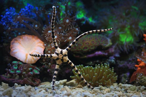 White and Black Starfish on White Coral Reef