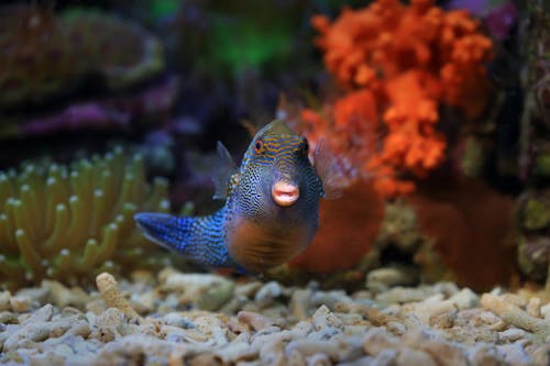 A Blue and Orange Fish in Water Near Coral