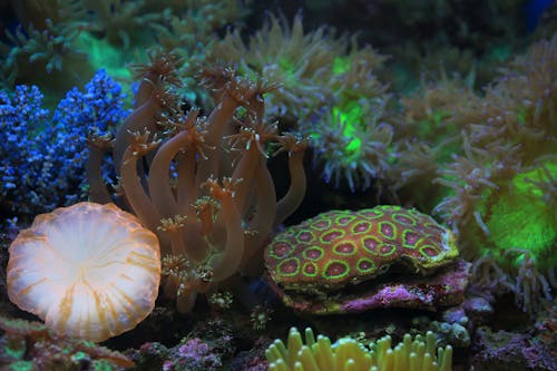 Gratuit Photos gratuites de aquatique, corail goniopora, coraux Photos