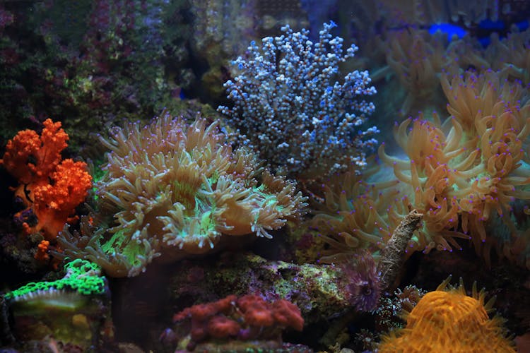 Colorful Corals In Water