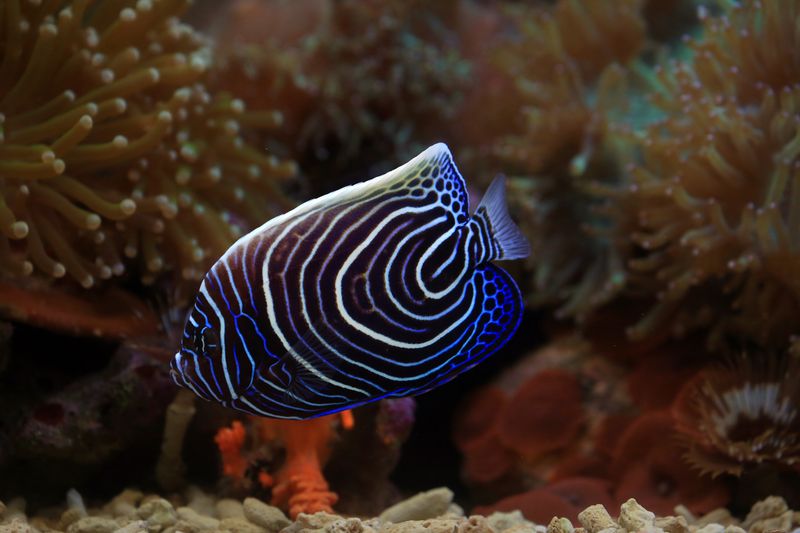 Close-up view of an emperor angelfish swimming among coral reefs, showcasing intricate blue patterns.