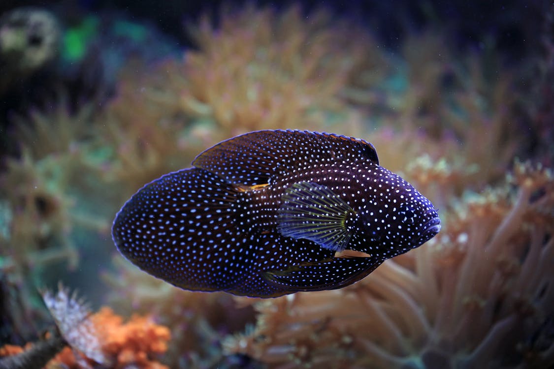 Close-up Photo of a Comet Fish · Free Stock Photo