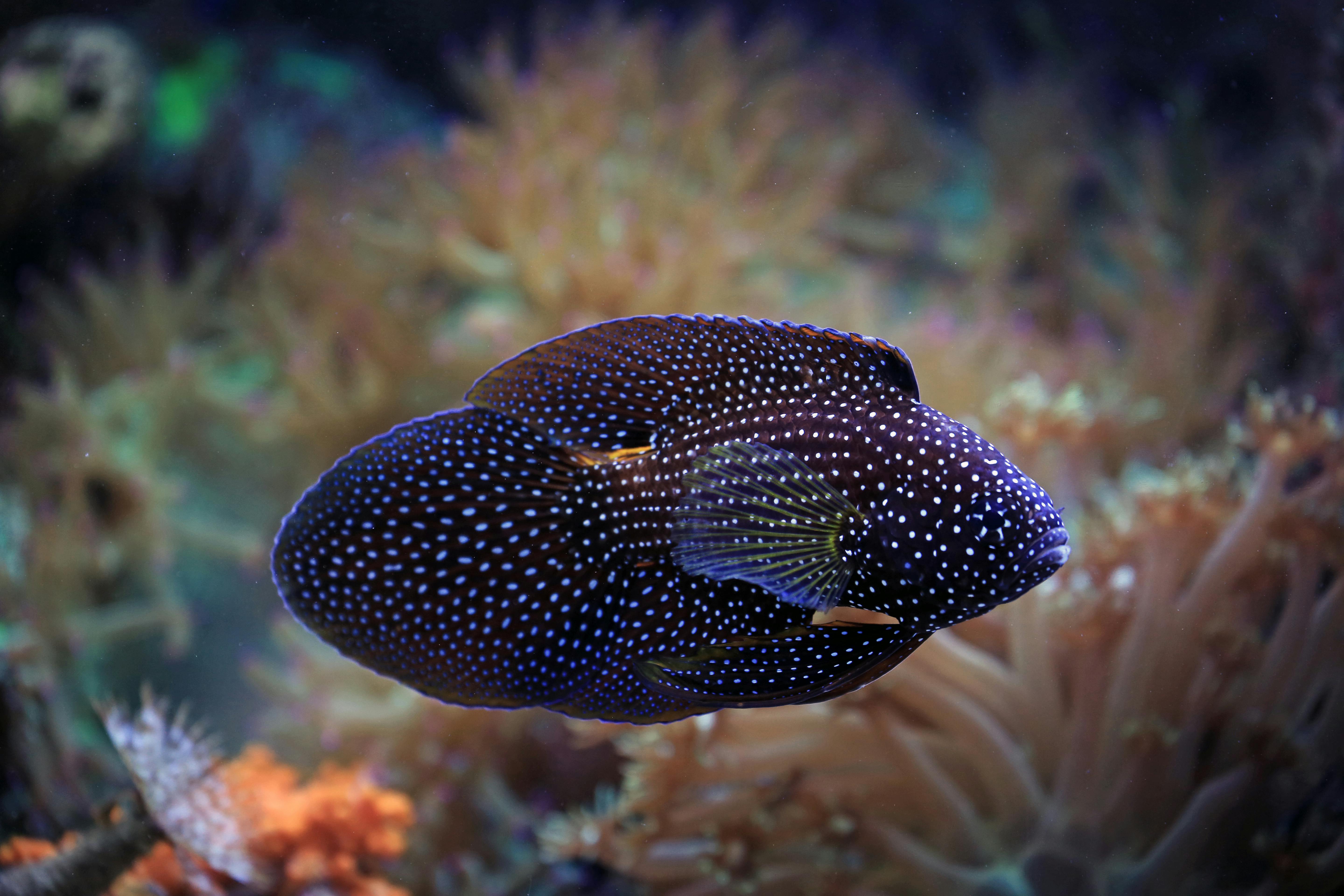 Betta Splendens Photos, Download The BEST Free Betta Splendens Stock