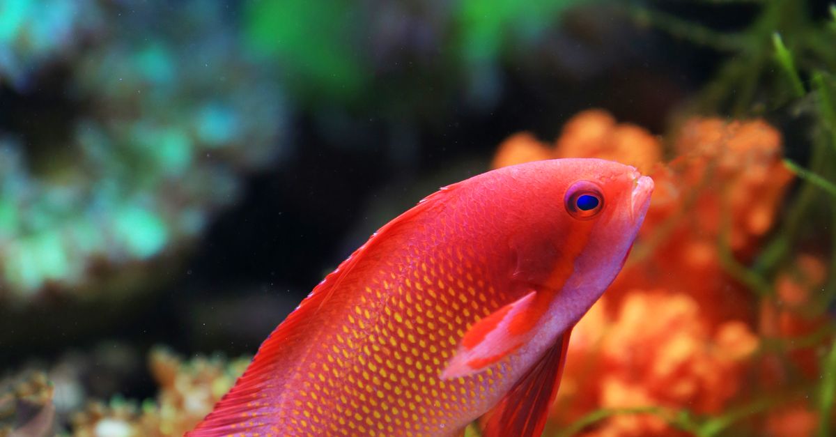 Deep Red Fish A Red Fish Underwater Near Coral Reef · Free Stock Photo