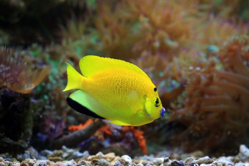 Free Close-up image of a bright yellow flagfin angelfish swimming among coral reefs underwater. Stock Photo