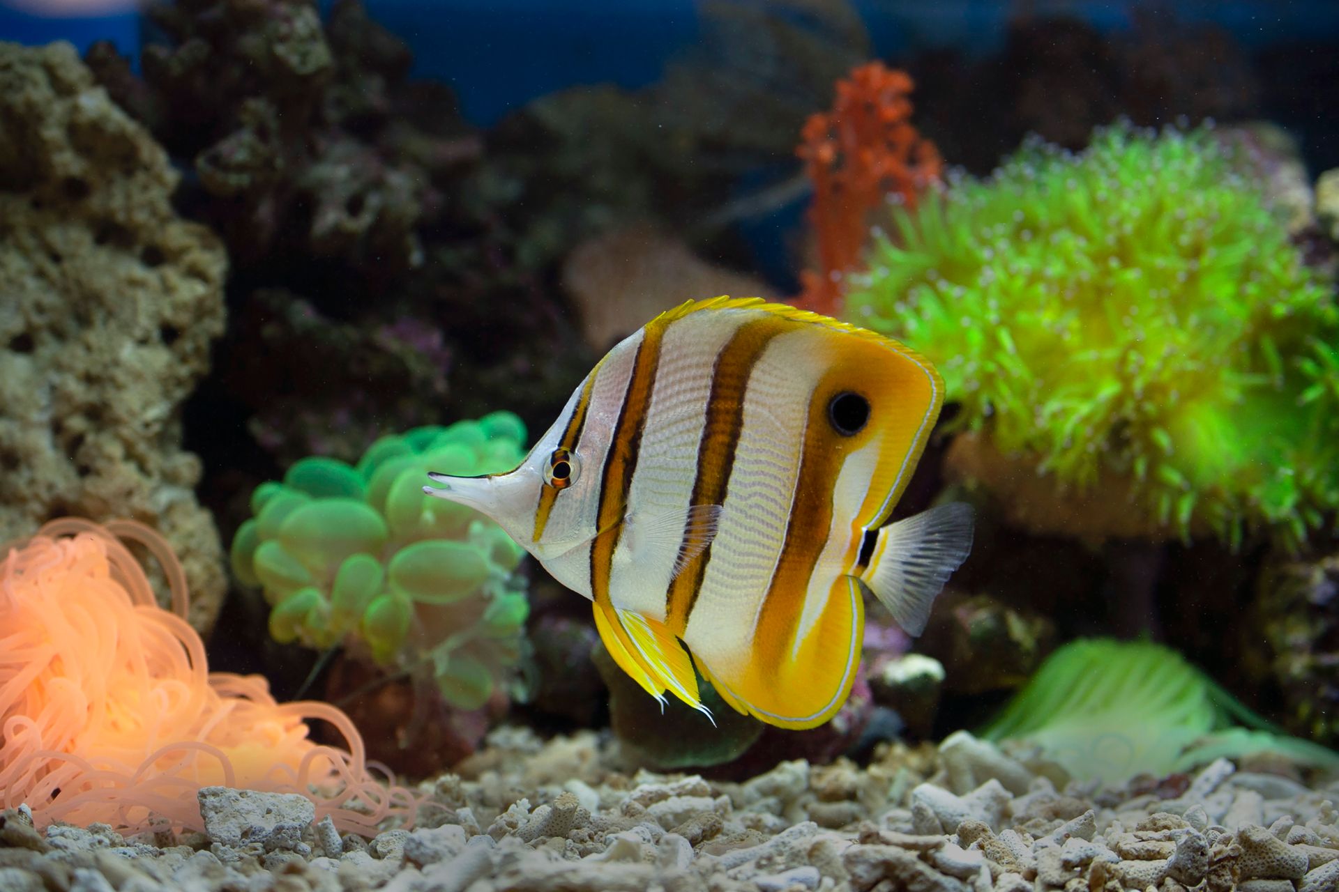 Underwater reef at Dominica