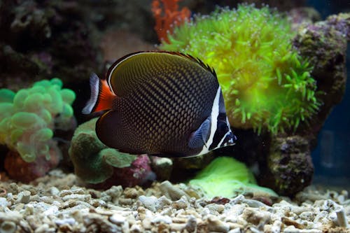 Gratis stockfoto met aquarium, detailopname, koraal