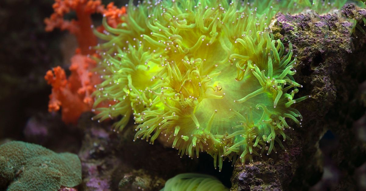 Sea Anemone Can Tell Good Bacteria From Bad, Scientists Discover