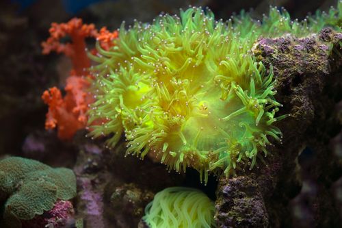 Free Colorful close-up of vibrant corals in an underwater setting. Stock Photo